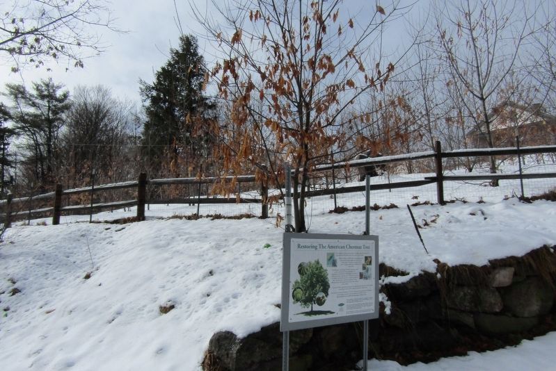 Restoring The American Chestnut Tree Marker. Click for full size. Restoring The American Chestnut Tree Marker image. Click for full size.