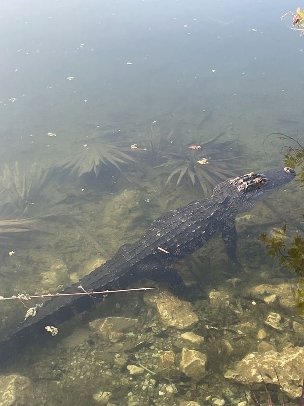 Alligator in Blue Hole. Click for full size. Alligator in Blue Hole image. Click for full size.