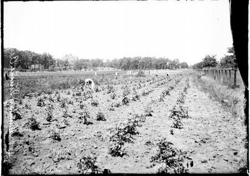 Farm workers at Chicago State Hospital image. Click for full size.