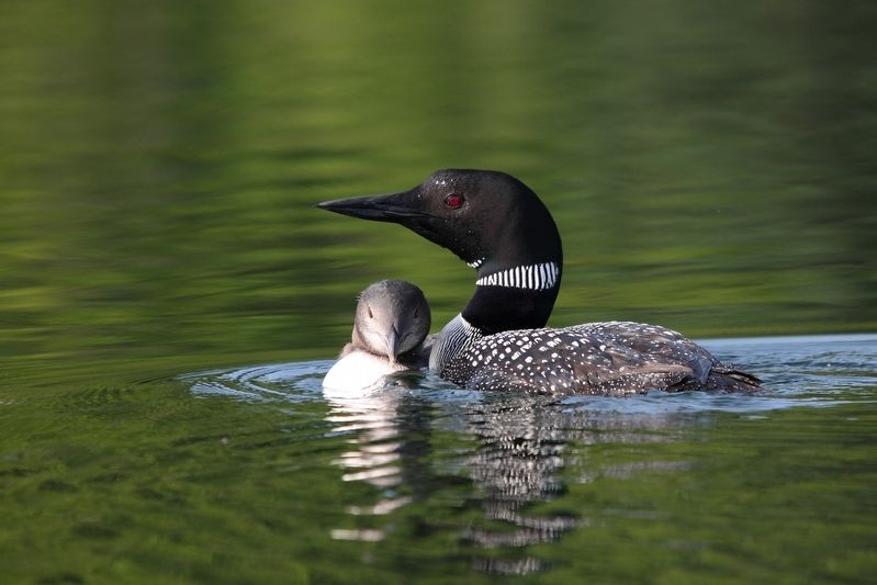 Common loon, adult and immature. Click for full size. Common loon, adult and immature image. Click for full size.