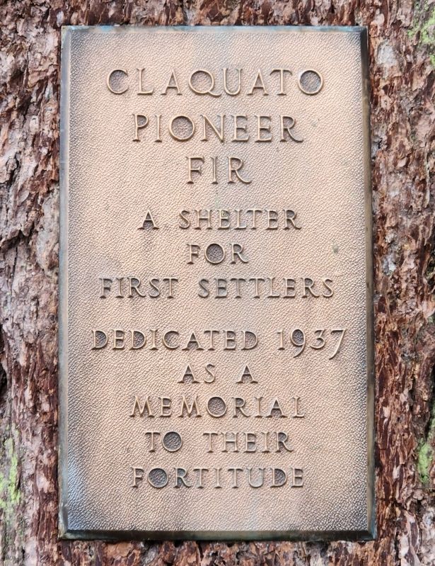 Claquato Pioneer Fir Marker. Click for full size. Claquato Pioneer Fir Marker image. Click for full size.