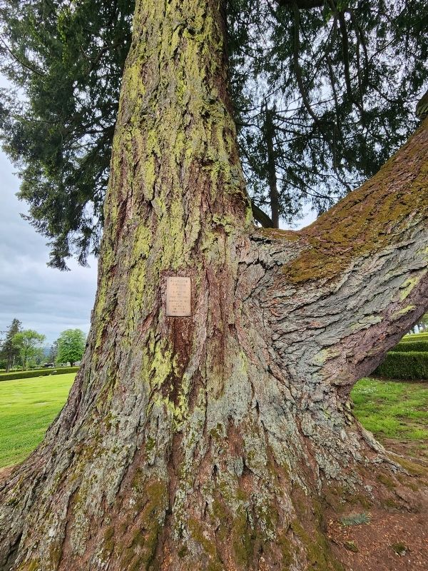 Claquato Pioneer Fir Marker. Click for full size. Claquato Pioneer Fir Marker image. Click for full size.