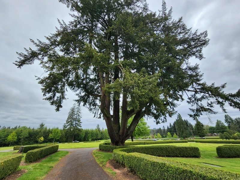 Claquato Pioneer Fir Marker. Click for full size. Claquato Pioneer Fir Marker image. Click for full size.