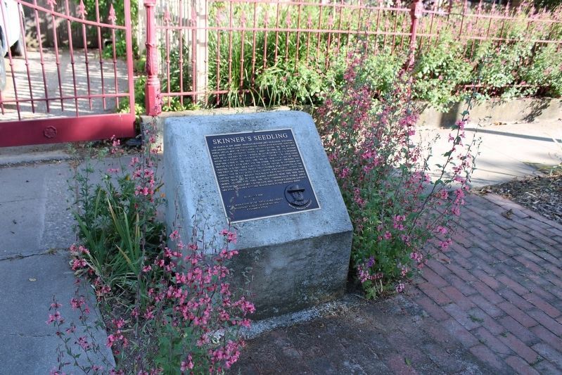 Skinner's Seedling Marker image. Click for full size.