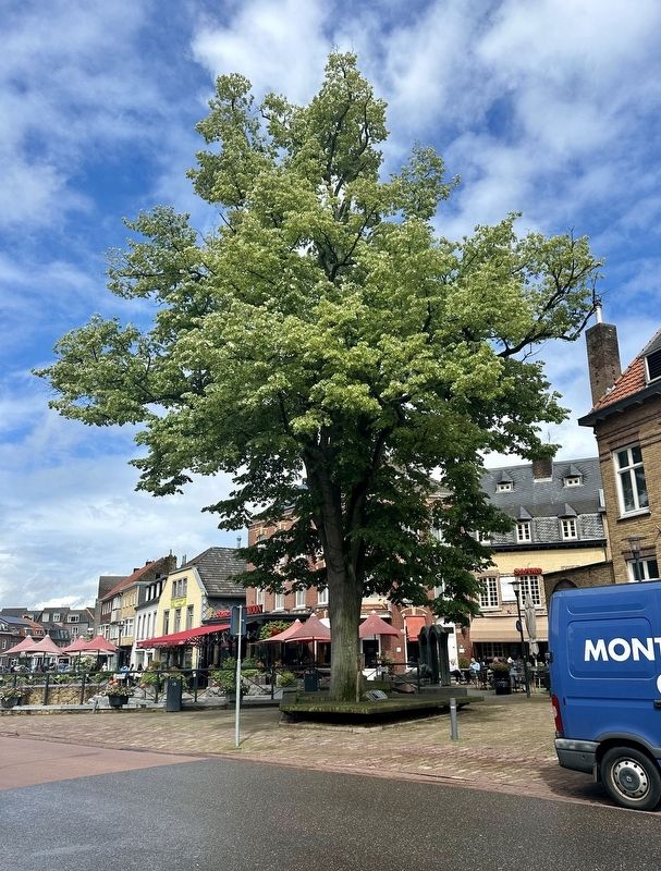 Juliana en Bernhard boom / Juliana and Bernhard Tree. Click for full size. Juliana en Bernhard boom / Juliana and Bernhard Tree image. Click for full size.