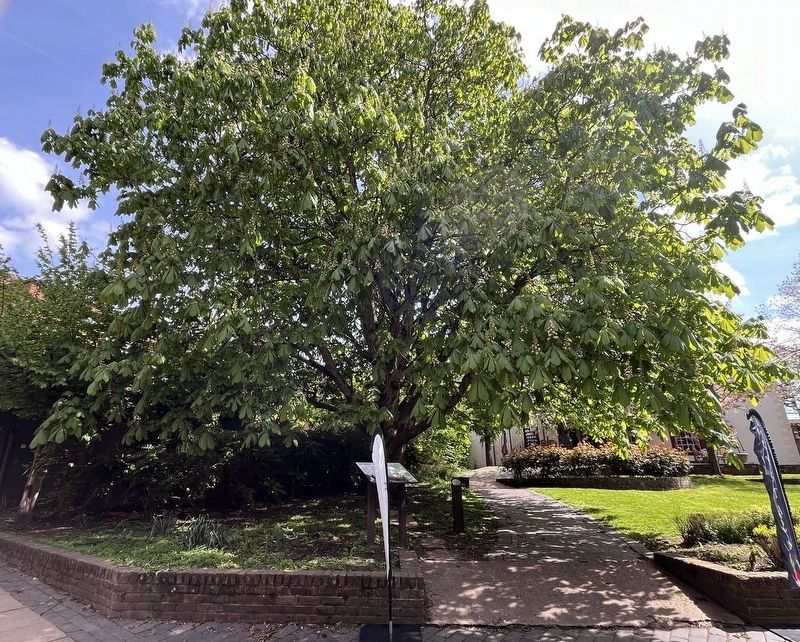 The Verdun Tree image. Click for full size.