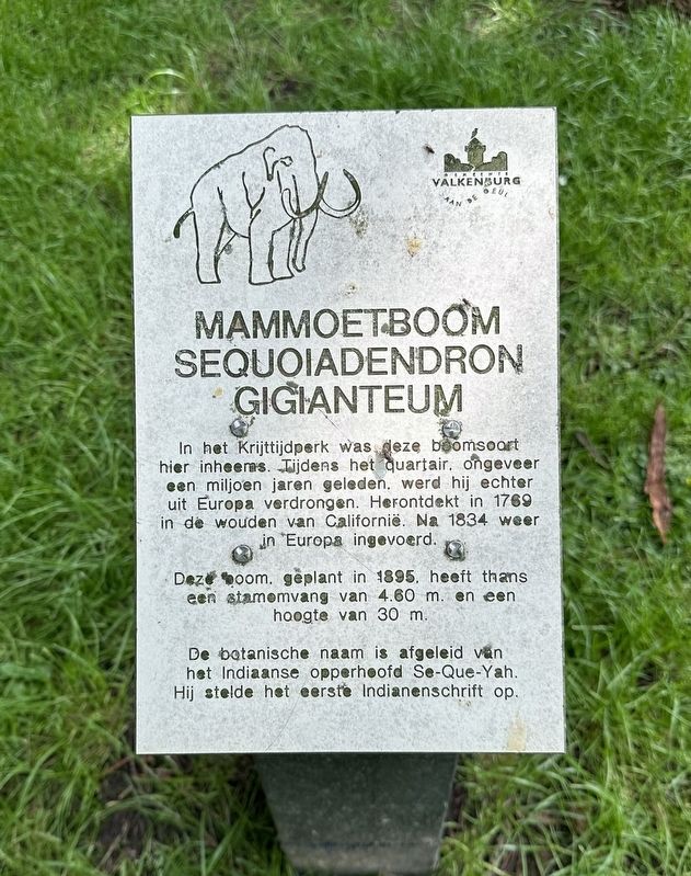Mammoetboom Sequoiadendron Giganteum Marker. Click for full size. Mammoetboom Sequoiadendron Giganteum Marker image. Click for full size.