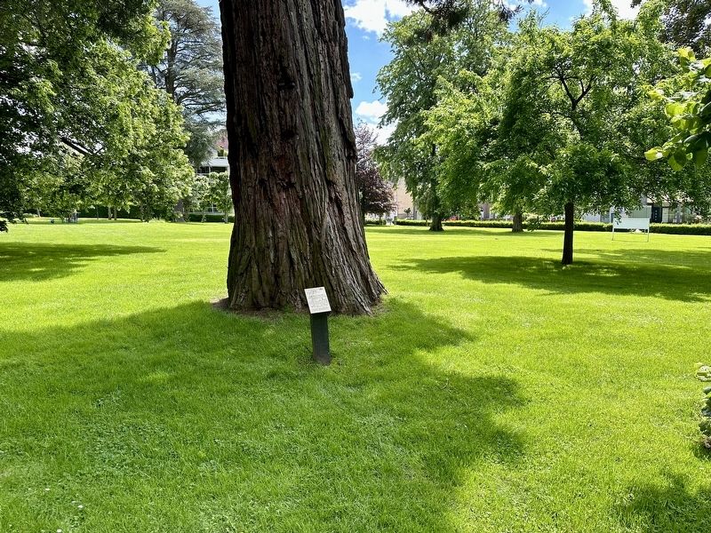 Mammoetboom Sequoiadendron Giganteum Marker - wide view. Click for full size. Mammoetboom Sequoiadendron Giganteum Marker - wide view image. Click for full size.