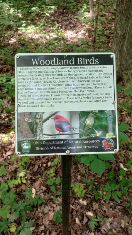 Woodland Birds Marker image. Click for full size.