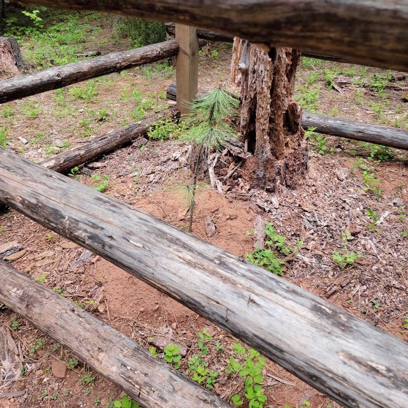 Ponderosa pine seedling. Click for full size. Ponderosa pine seedling image. Click for full size.