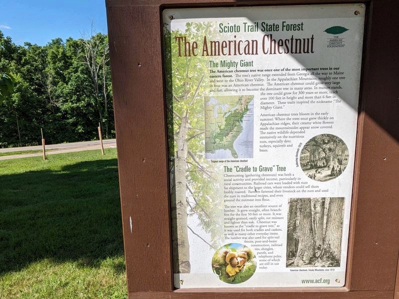 The American Chestnut Marker image. Click for full size.