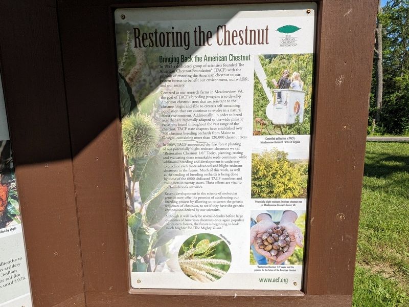 The American Chestnut Marker image. Click for full size.