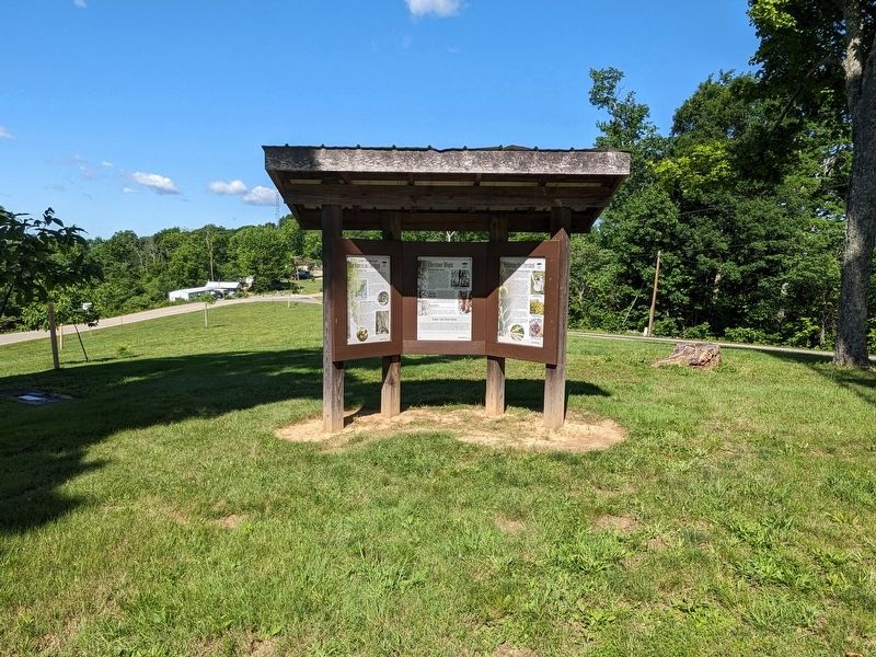 The American Chestnut Marker image. Click for full size.
