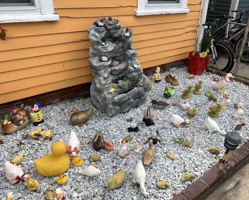 Duck Display. Click for full size. Duck Display image. Click for full size.