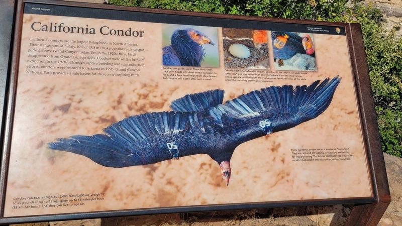 California Condor Marker image. Click for full size.