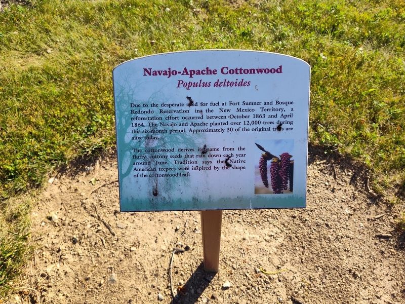 Navajo-Apache Cottonwood Marker image. Click for full size.
