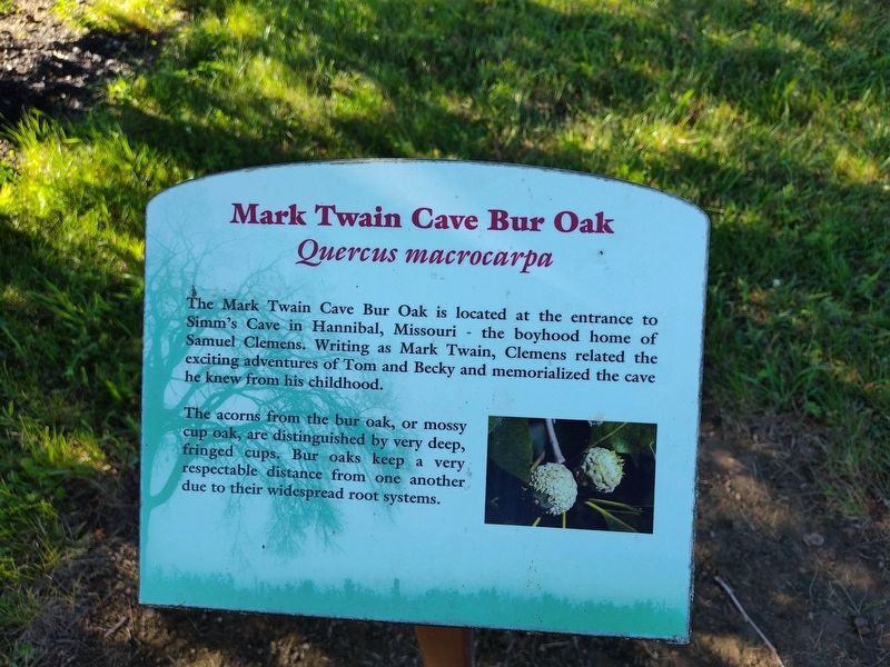 Mark Twain Cave Bur Oak Marker image. Click for full size.