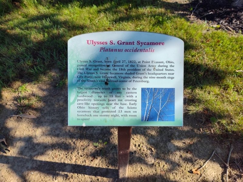 Ulysses S. Grant Sycamore Marker. Click for full size. Ulysses S. Grant Sycamore Marker image. Click for full size.