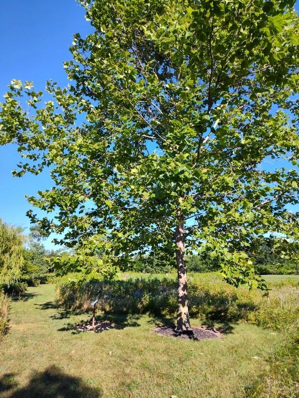 Ulysses S. Grant Sycamore Marker. Click for full size. Ulysses S. Grant Sycamore Marker image. Click for full size.