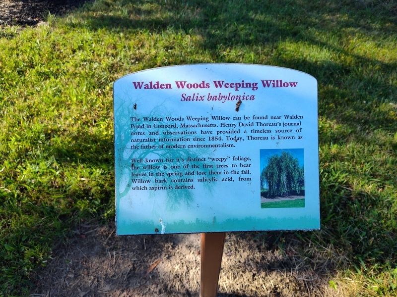 Walden Woods Weeping Willow Marker image. Click for full size.
