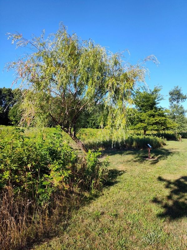 Walden Woods Weeping Willow Marker image. Click for full size.