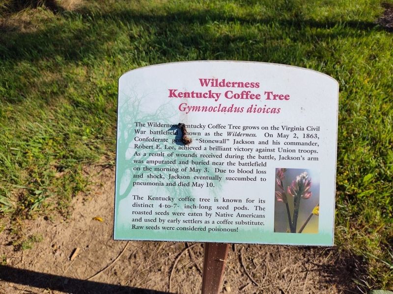 Wilderness Kentucky Coffee Tree Marker. Click for full size. Wilderness Kentucky Coffee Tree Marker image. Click for full size.