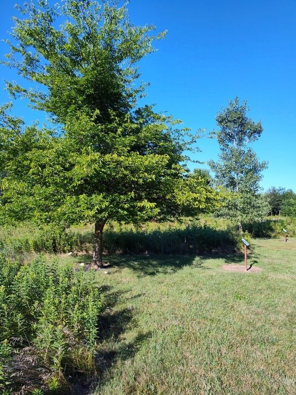Wilderness Kentucky Coffee Tree Marker. Click for full size. Wilderness Kentucky Coffee Tree Marker image. Click for full size.