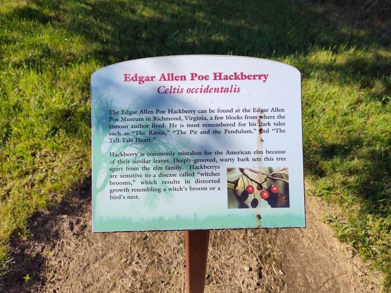 Edgar Allen Poe Hackberry Marker. Click for full size. Edgar Allen Poe Hackberry Marker image. Click for full size.