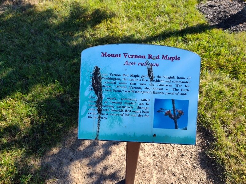 Mount Vernon Red Maple Marker image. Click for full size.