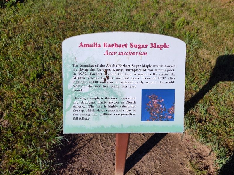 Amelia Earhart Sugar Maple Marker. Click for full size. Amelia Earhart Sugar Maple Marker image. Click for full size.