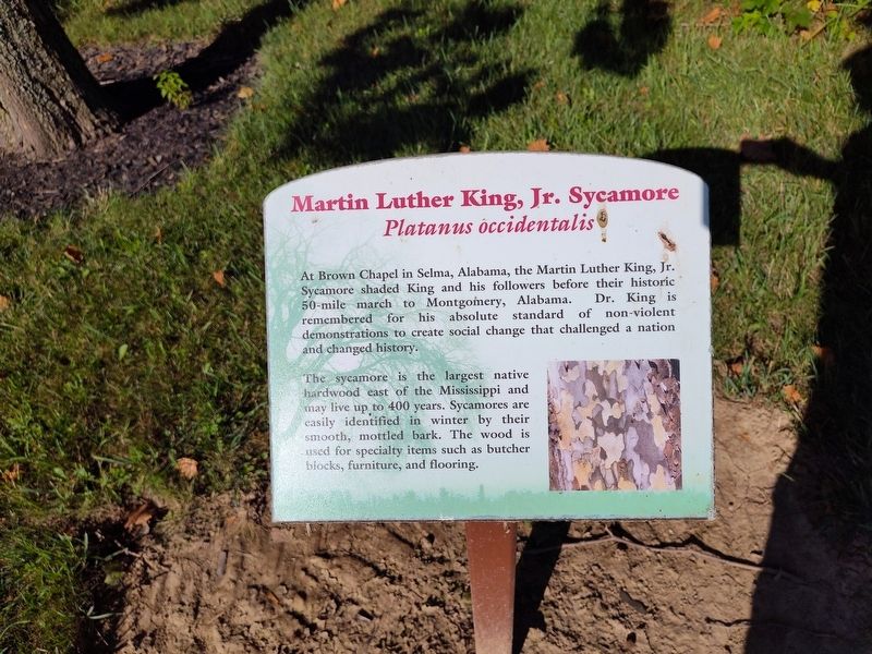 Martin Luther King, Jr. Sycamore Marker, Side One. Click for full size. Martin Luther King, Jr. Sycamore Marker, Side One image. Click for full size.
