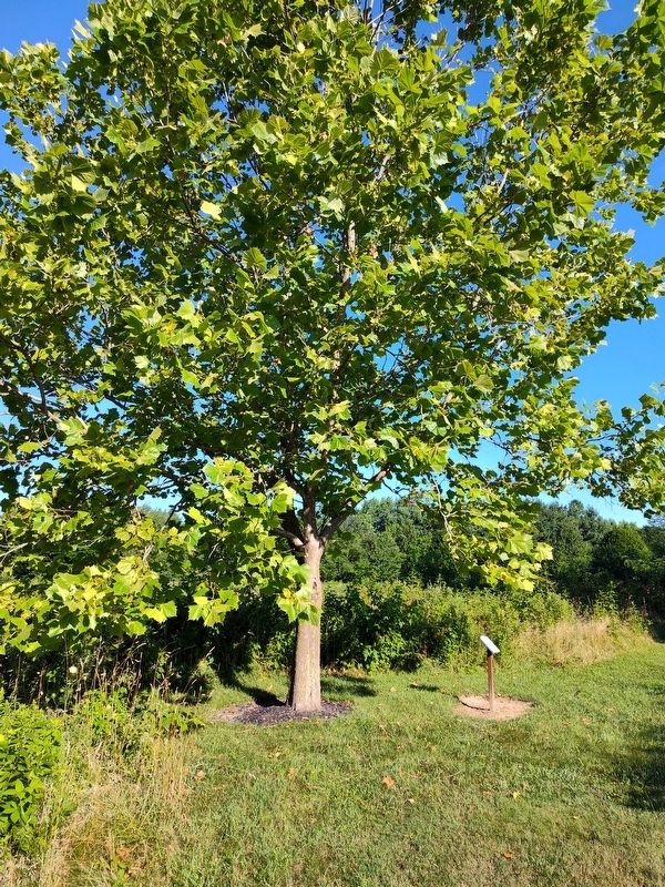 Martin Luther King, Jr. Sycamore Marker, Side Two. Click for full size. Martin Luther King, Jr. Sycamore Marker, Side Two image. Click for full size.