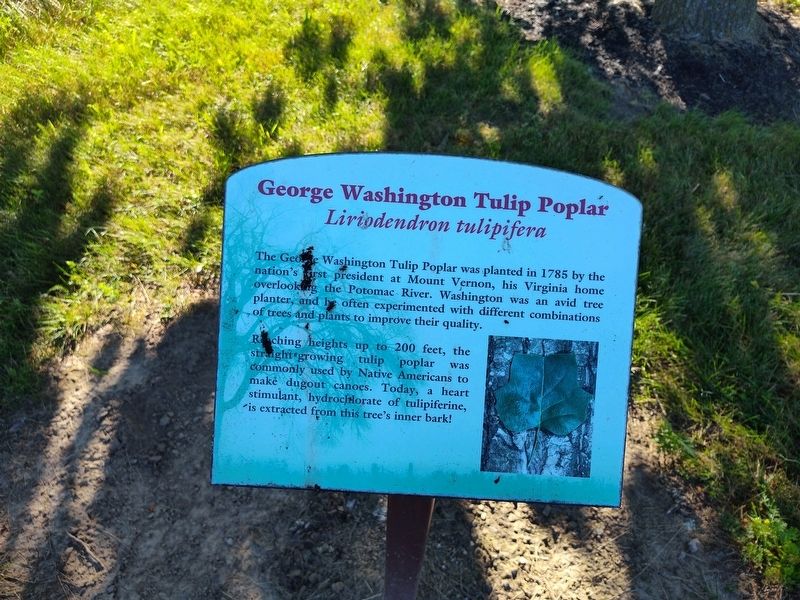 George Washington Tulip Poplar Marker. Click for full size. George Washington Tulip Poplar Marker image. Click for full size.