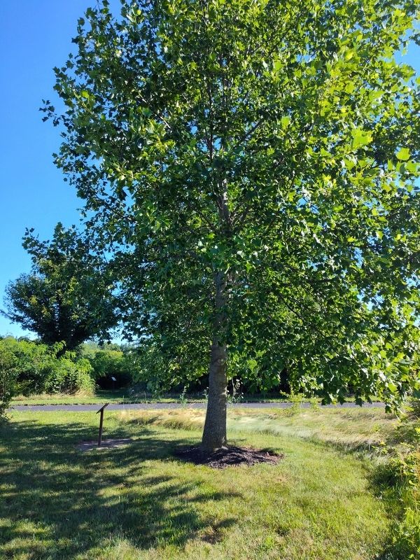 George Washington Tulip Poplar Marker. Click for full size. George Washington Tulip Poplar Marker image. Click for full size.