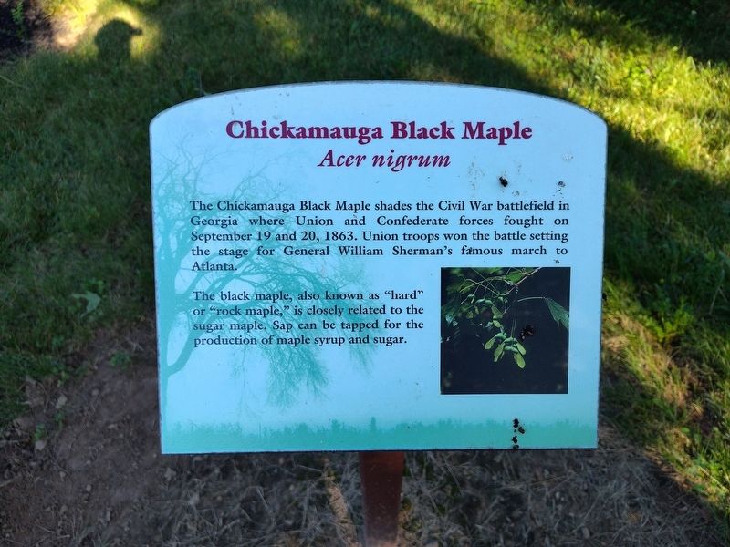 Chickamauga Black Maple Marker, Side One. Click for full size. Chickamauga Black Maple Marker, Side One image. Click for full size.