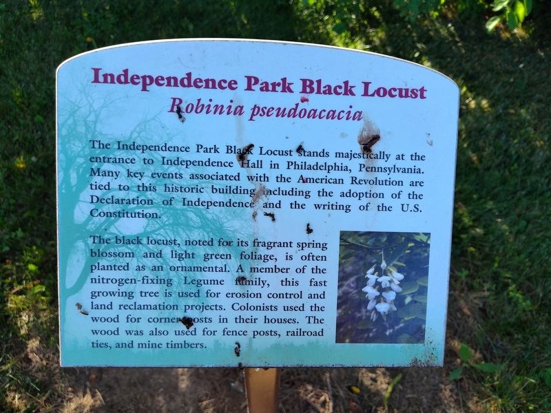 Independence Park Black Locust Marker, Side One. Click for full size. Independence Park Black Locust Marker, Side One image. Click for full size.