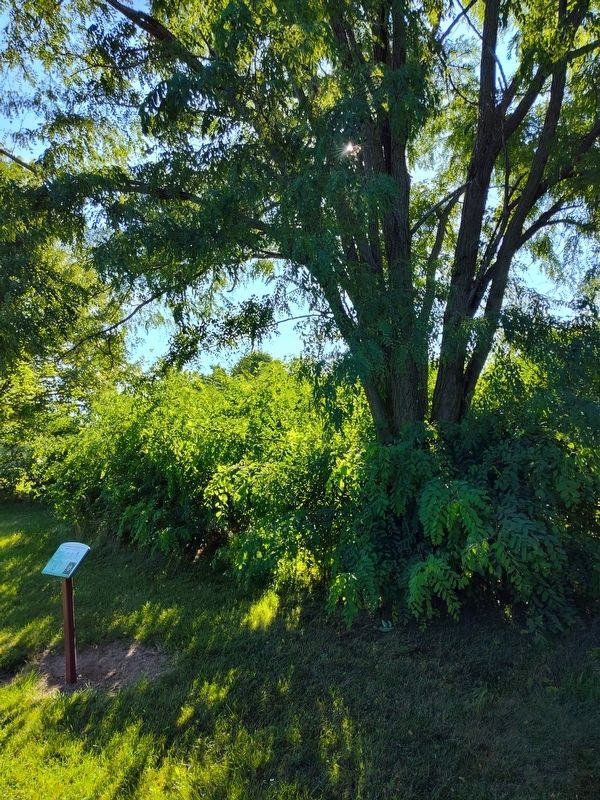 Independence Park Black Locust Marker, Side Two. Click for full size. Independence Park Black Locust Marker, Side Two image. Click for full size.