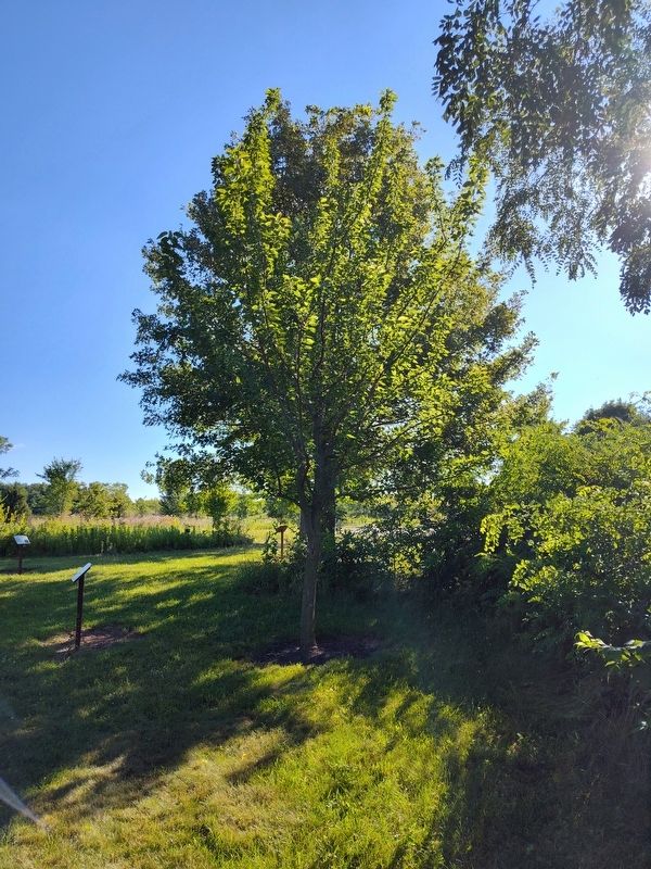 Patrick Henry National Champion Osage Orange Marker, Side Two image. Click for full size.
