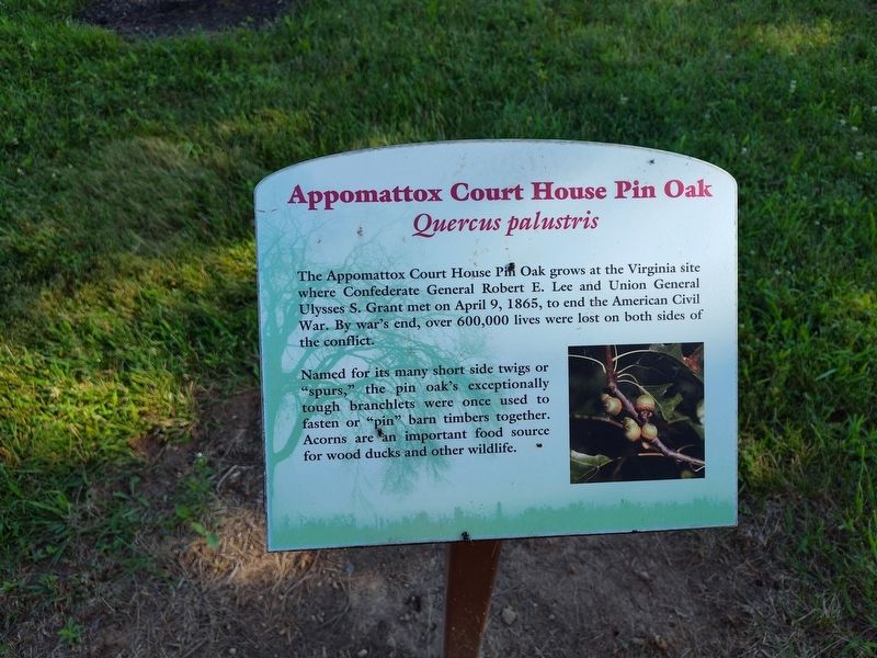 Appomattox Court House Pin Oak Marker. Click for full size. Appomattox Court House Pin Oak Marker image. Click for full size.