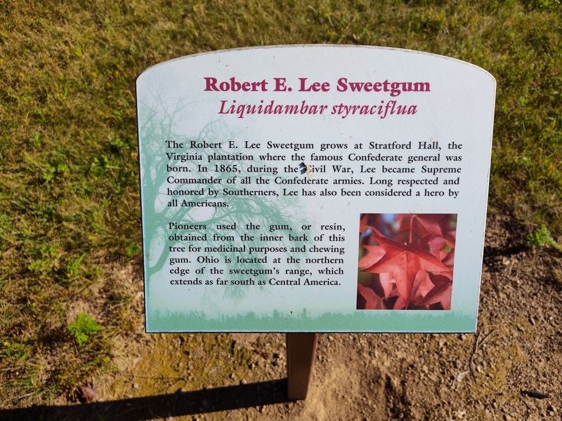 Robert E. Lee Sweetgum Marker, Side One. Click for full size. Robert E. Lee Sweetgum Marker, Side One image. Click for full size.