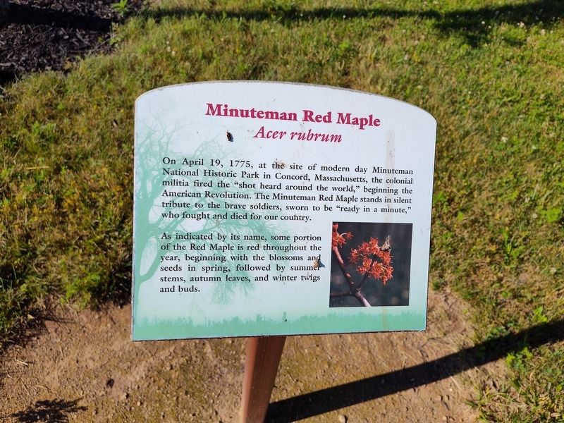 Minuteman Red Maple Marker. Click for full size. Minuteman Red Maple Marker image. Click for full size.