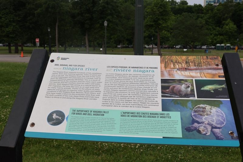 Bird, Mammal, and Fish Species along the Niagara River Marker. Click for full size. Bird, Mammal, and Fish Species along the Niagara River Marker image. Click for full size.