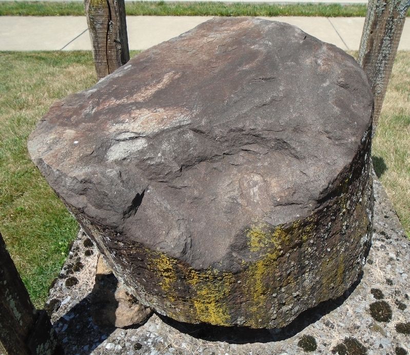 Cast of Trunk from Prehistoric Tree. Click for full size. Cast of Trunk from Prehistoric Tree image. Click for full size.