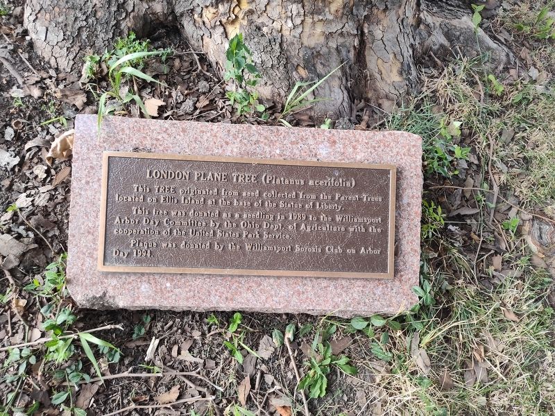 London Plane Tree Marker. Click for full size. London Plane Tree Marker image. Click for full size.