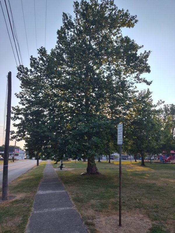 London Plane Tree Marker. Click for full size. London Plane Tree Marker image. Click for full size.