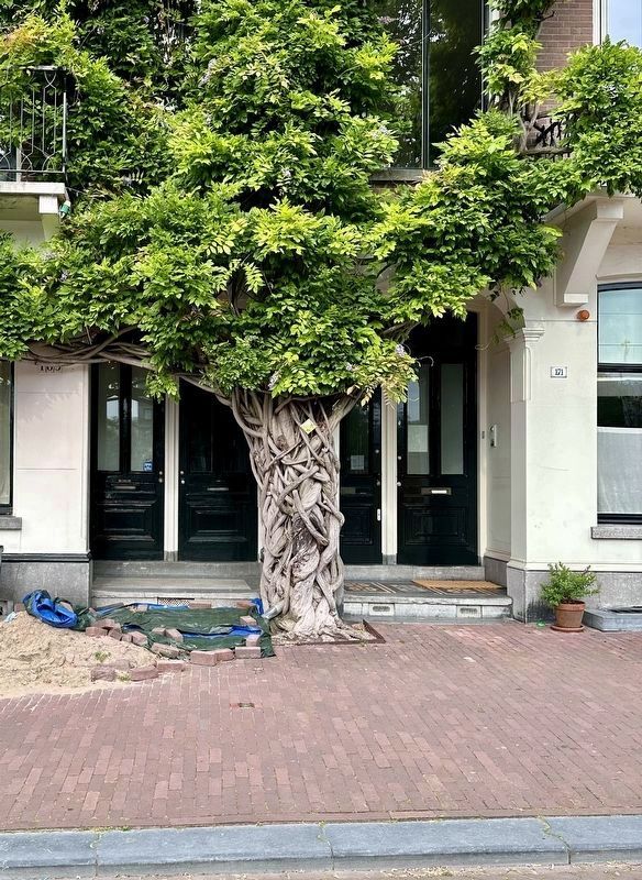 Wilhelmina Henriette Adrian ‘Jet Wiessing’ stolperstein - wide view. Click for full size. Wilhelmina Henriette Adrian ‘Jet Wiessing’ stolperstein - wide view image. Click for full size.
