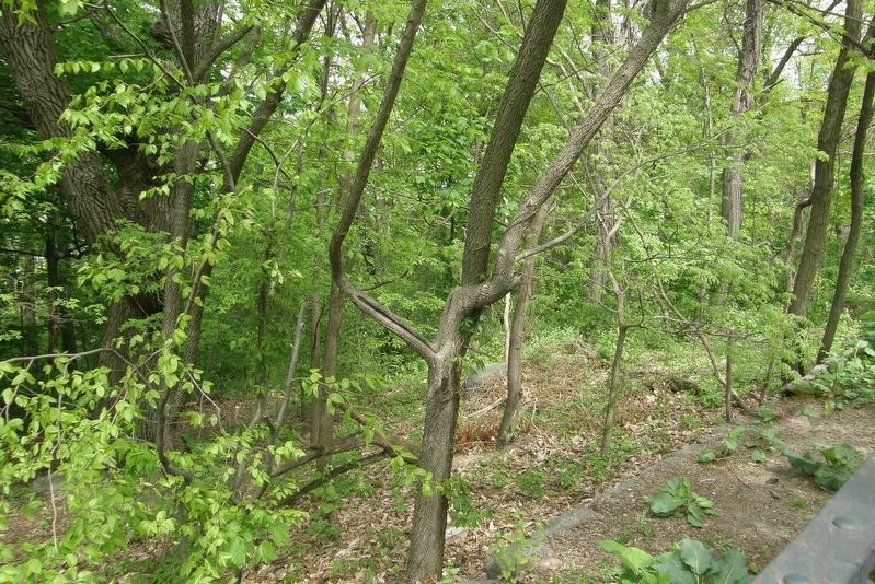A section of Cabrini Woods Nature Sanctuary. Click for full size. A section of Cabrini Woods Nature Sanctuary image. Click for full size.