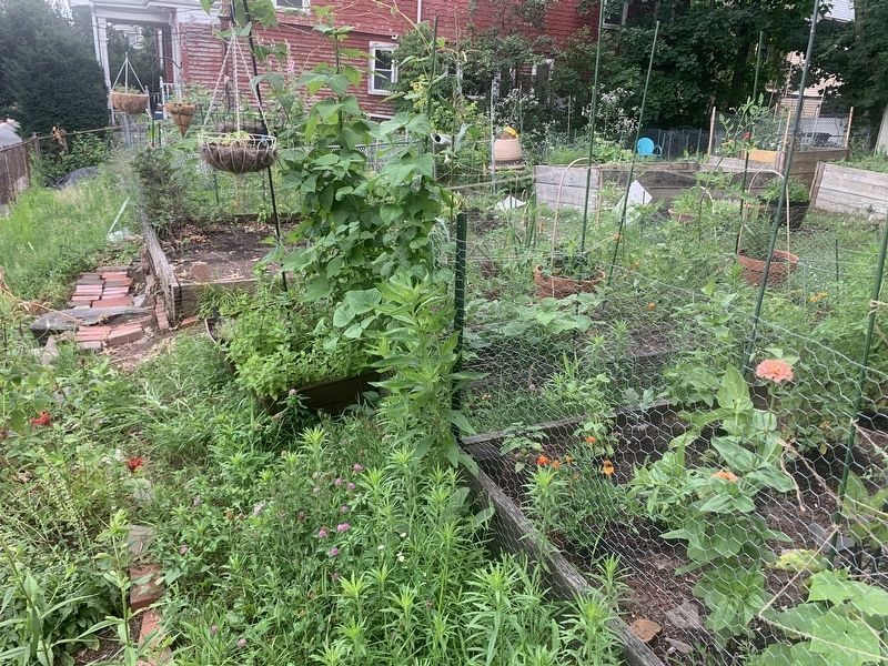 Avon Street Community Garden image. Click for full size.