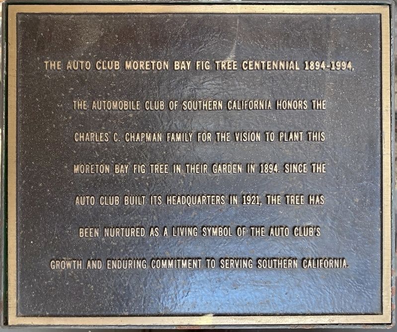 Moreton Bay Fig Tree Marker image. Click for full size.
