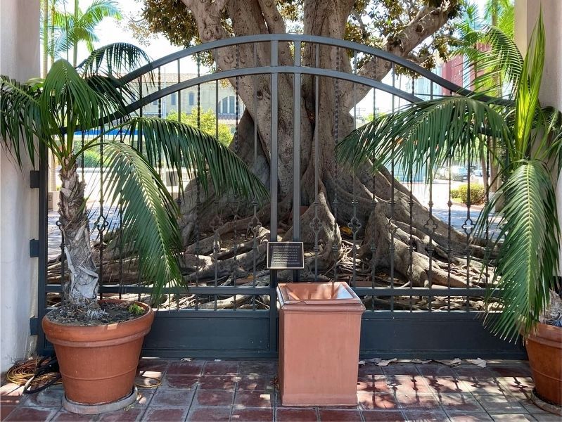Moreton Bay Fig Tree and Marker image. Click for full size.